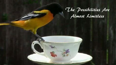 23 Diy Oriole Feeder Plans Do It Yourself Easily