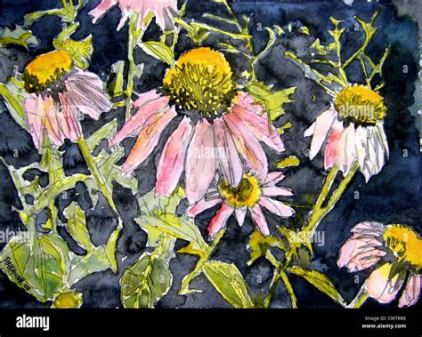 Echinacea Coneflowers Flower Watercolor Painting Stock Photo Alamy