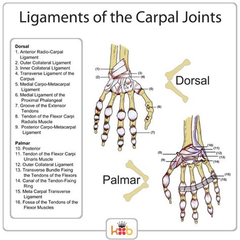 Diagram Upper Arm Tendons And Ligaments Diagram Mydiagramonline