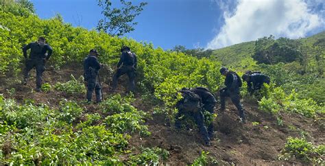 Erradican Mil Arbustos De Coca Y Desmantelan Laboratorio R Stico En