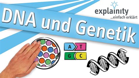 DNA und Genetik einfach erklärt explainity Erklärvideo YouTube