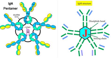 Immunoglobulin M (IgM)- Structure and Functions