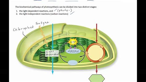 Stages Of Photosynthesis YouTube