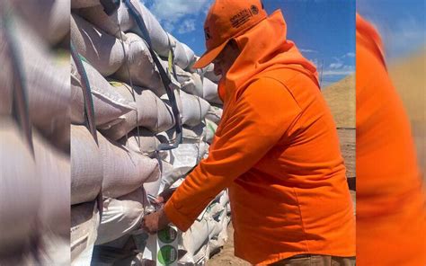 Duplican Producci N De Semilla De Trigo En El Valle De Mexicali Y San