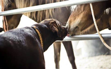 Free download | HD PNG dogs friendship horses kiss wallpaper background ...