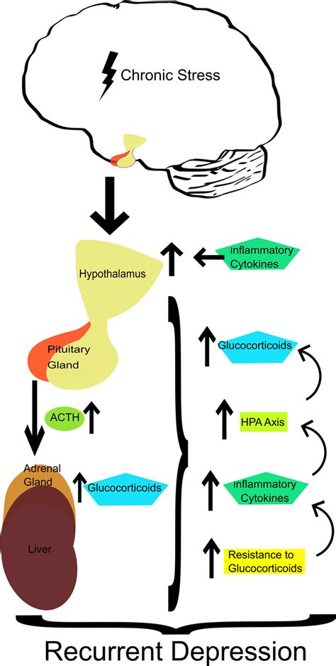 Resistance to glucocorticoids, inflammation and HPA axisrecurrent ...