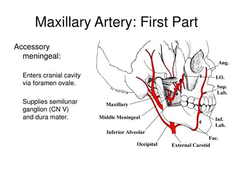 Ppt Infratemporal Region Powerpoint Presentation Free Download Id 730197