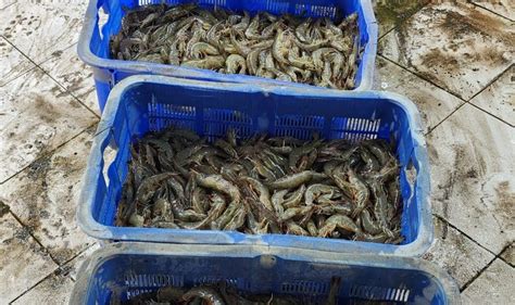 Tambak Pendidikan Unhas Panen Udang 7 2 Ton Identitas Unhas