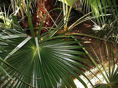 Brahea Calcarea Palmpedia Palm Grower S Guide