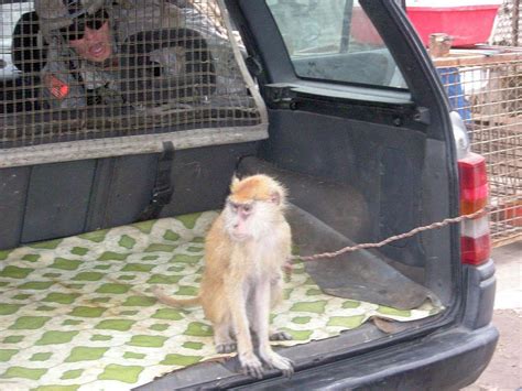 DVIDS - Images - Silver Lions find monkey in trunk during Operation Trunk Monkey [Image 2 of 3]