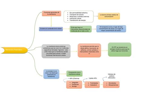 Membrana Plasm Tica Cuadro Sin Ptico Medicina Udocz