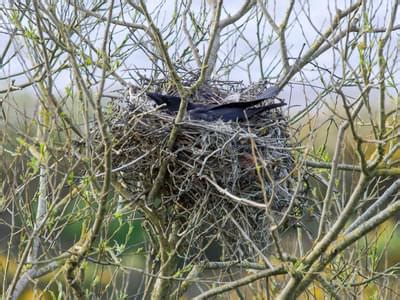 Crow Nesting (Behavior, Location, Eggs + FAQs) | Birdfact