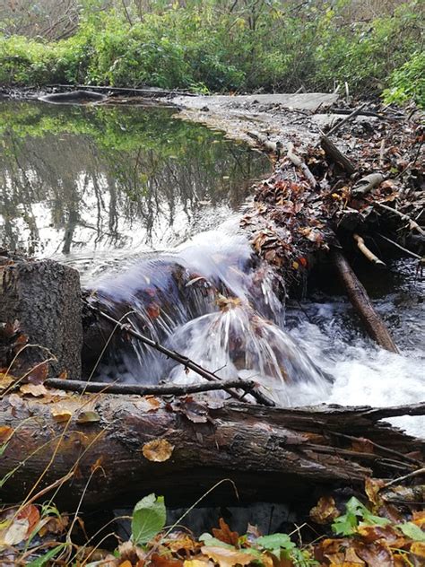 Agua Arroyo Suelo Del Bosque Foto Gratis En Pixabay Pixabay