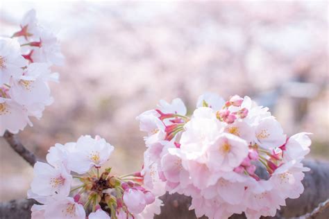 淡いピンク色の桜 フリー写真素材のふくなな