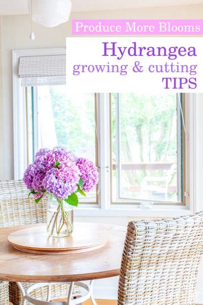 How To Cut Hydrangeas So They Won T Wilt In My Own Style