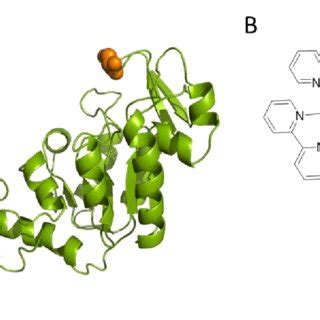 A. Structure of Phosphoglycerate kinase (3PGK): Red line represents the ...