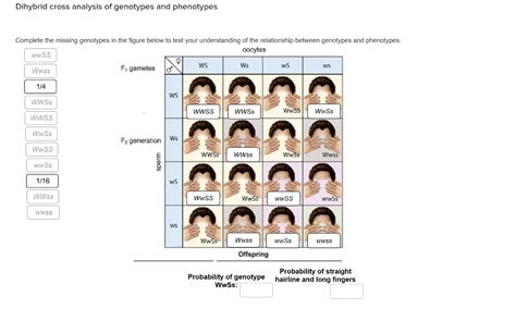 Understanding Genotypes And Phenotypes