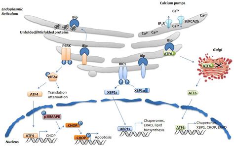 Endoplasmic Reticulum Stress