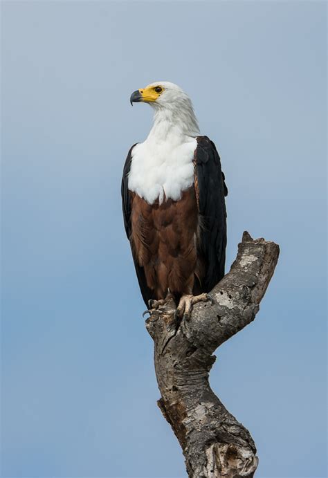 African Fish Eagle Wildlife In The Kruger National Park S Marc