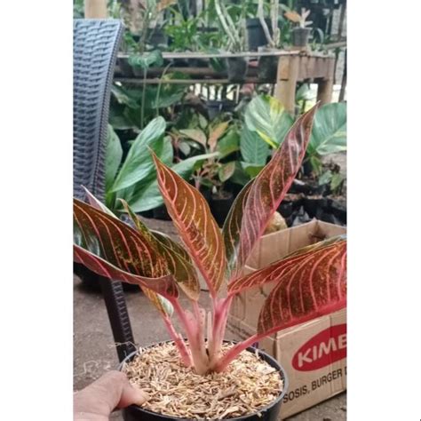 Jual Aglonema Red Sumatra Pos Pride Of Sumatra Daun Besar