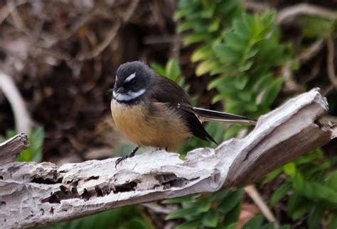 Black Robin : Birding NZ