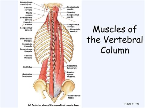 Muscles Of The Vertebral Column Diagram Quizlet