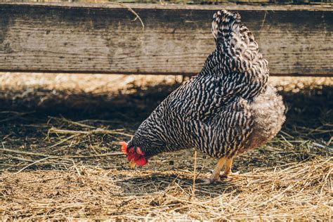 Picture of Speckled Hen — Free Stock Photo