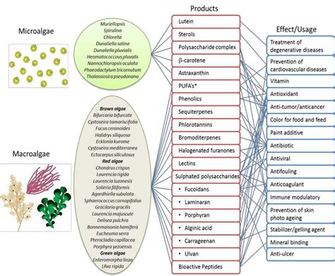 Components Of Secondary Metabolites Of Marine Algae And Their Possible Download Scientific