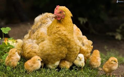 Consejos Para Tener Gallinas En Casa