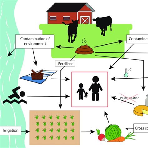 Important Virulence Factors Of Verotoxin Producing Escherichia Coli Download Scientific Diagram