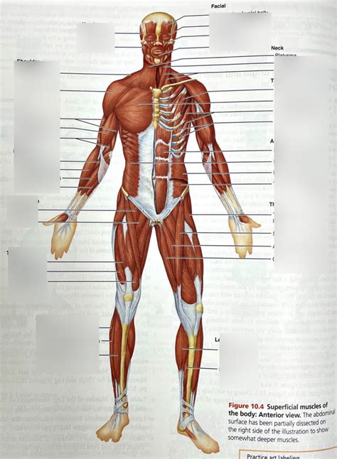 Muscle Man Front Diagram Quizlet