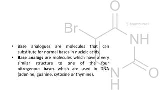 Base analog | PPT