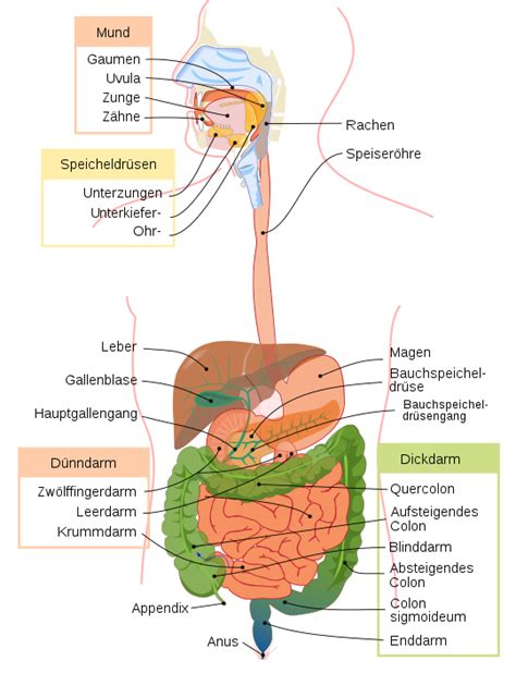 Verdauungstrakt Anthrowiki
