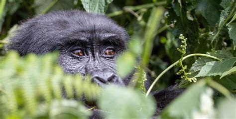 14 Days Rwanda Primates And Tanzania Wildlife Safari Explore Rwanda Tours