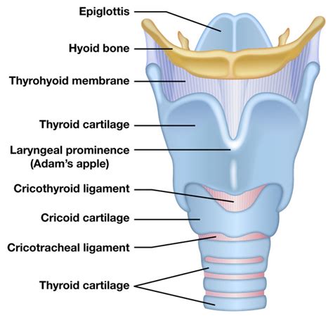 Draw A Labeled Diagram Of Larynx