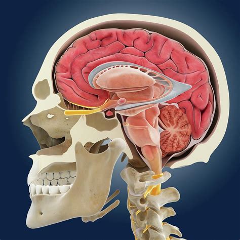 Brain Anatomy Photograph By Science Photo Library Pixels