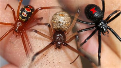 Black Widow Spiders