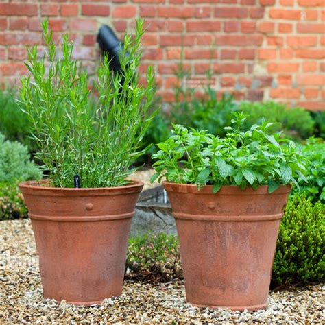 Buy Herbs Plants Names Pictures Online From Nurserylive At Lowest Price