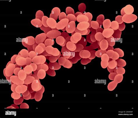 Coloured Scanning Electron Micrograph Sem Of Staphylococcus Aureus