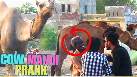 Mandi Prank New 2023 Cow Mandi Prank Bakra Mandi Prank YouTube