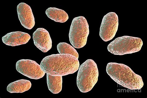 Yersinia Pseudotuberculosis Bacteria Photograph by Kateryna Kon/science ...