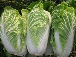 Chinese Cabbage Recipes | Open Hands Farm