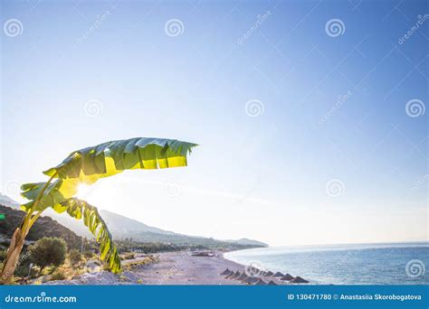 Banana Tree With Bananas On The Beach Background Stock Photo Image Of