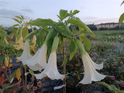 Brugmansia Arborea Bianca Datura