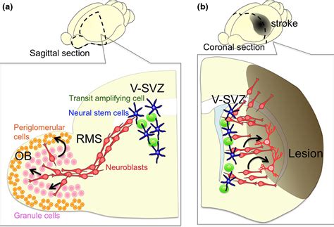 Mechanisms Of Neuronal Migration In The Adult Brain Kaneko