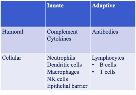 Difference Between Humoral And Cellular Immunity Flashcards Quizlet