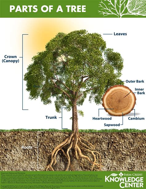 Parts Of A Tree Farm Credit Of The Virginias