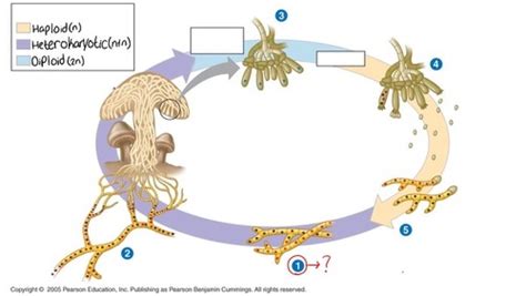 Life cycle of a Basidiomycete Flashcards | Quizlet