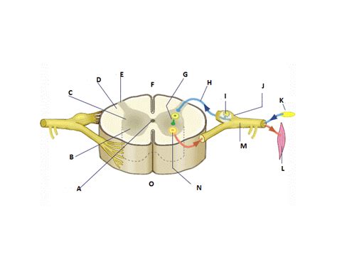 Spinal Cord Diagram Diagram Quizlet