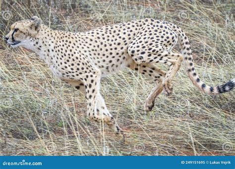 Cheetah Acinonyx Jubatus In Natural Habitat Kalahari Desert Namibia